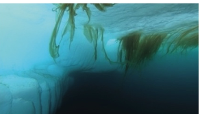 Polar cod swimming between layers of ice in the Arctic. Photo was taken during a research cruise on RV Polarstern (PS131) in summer 2022.