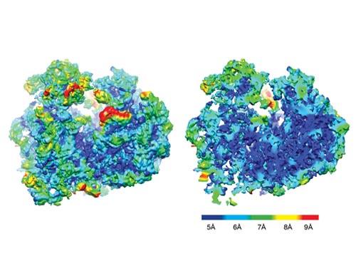 Bajaj helps define structure of sleeping sickness parasite’s ribosome